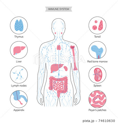 Lymphatic System Concept 74610630