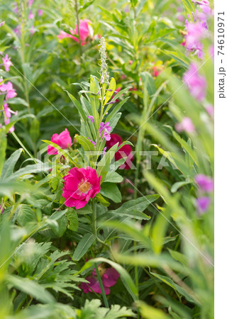 Blossom in the field. Rosa rugosa grows in the thicket of fireweed / rosebay willowherb (Chamaenerion angustifolium). 74610971