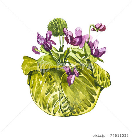 Watercolor Violet Flowers In Green Cabbage のイラスト素材
