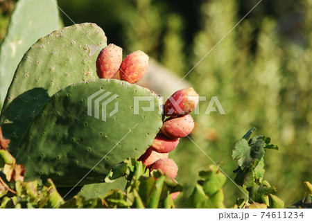 Green cactus plant close up. 74611234