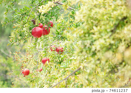 Red ripe pomegranate fruit on tree branch in the garden. Red ripe pomegranate fruit on tree branch in the garden. 74611237