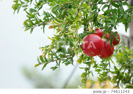 Ripening of pomegranate fruits on tree. 74611243