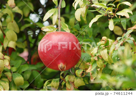 Red healthy pomegranate fruit on tree branch. Red healthy pomegranate fruit on tree branch. 74611244