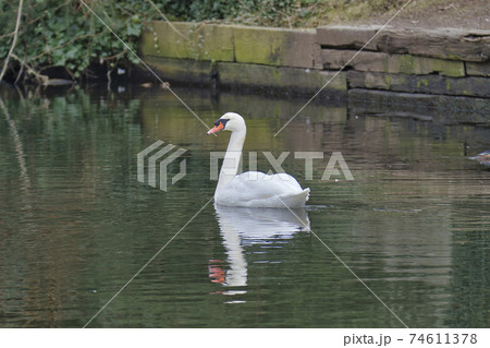 コブハクチョウが池で泳ぐ様子　　ウエスト　バンク－バ－　ブリティッシュコロンビア　カナダ 74611378