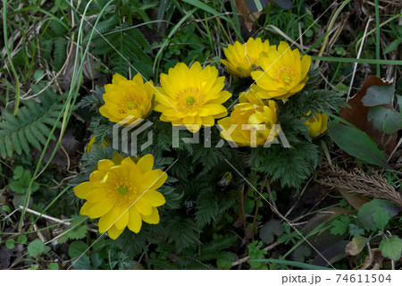 春を告げる花 福寿草 元日草の写真素材