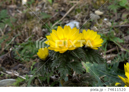 春を告げる花 福寿草 元日草の写真素材