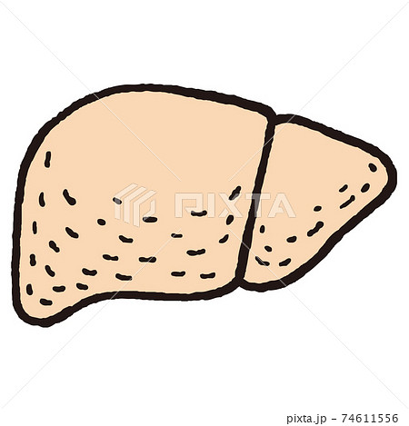 肝臓のイラストレーション 肝臓のイラストレーション 74611556