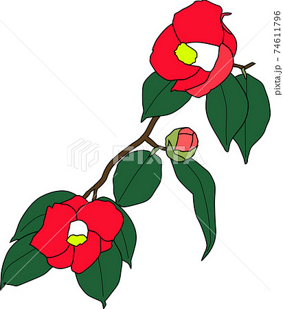 2個の花とつぼみをつけた赤い椿のイラストのイラスト素材