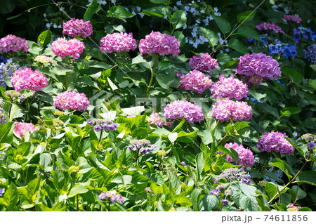 アジサイの花 74611856