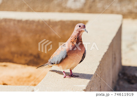 Laughing dove or Streptopelia senegalensis on concrete block. Curious bird is staring on camera. Hurghada, Egypt. Laughing dove or Streptopelia senegalensis on concrete block. Curious bird is staring on camera. Hurghada, Egypt. 74611919