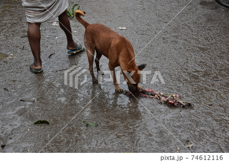 バングラデシュのダッカ　朝の市場　路上に落ちたニワトリの肉を食べる野良犬 74612116