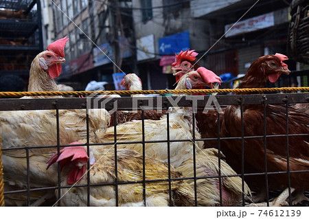 バングラデシュのダッカ　朝の市場　鉄の檻に入れられた沢山のニワトリ　檻から首を出す可愛い姿 74612139