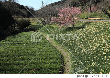 　江月水仙ロード　千葉県保田 74612424