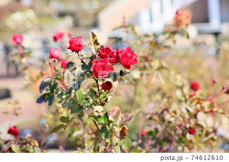 冬薔薇の花 74612610