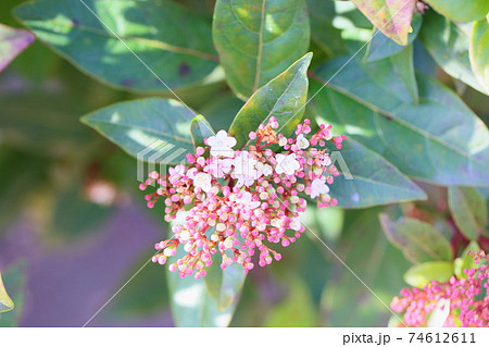 ビバーナムティヌスの花 74612611
