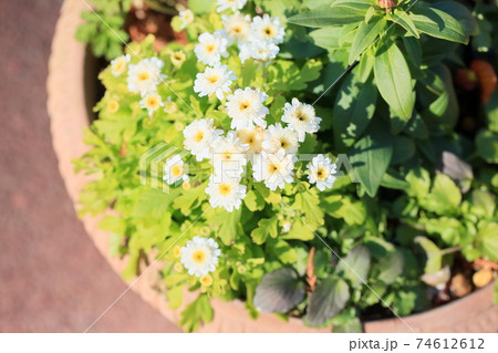 可愛い菊の花 74612612