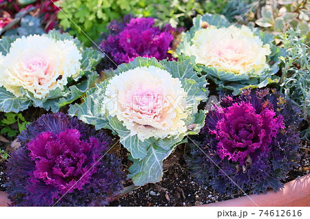 ハボタンの花 74612616