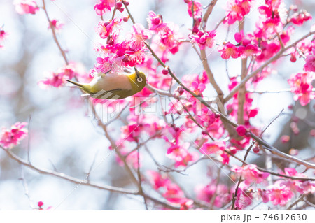 紅梅とメジロ 74612630