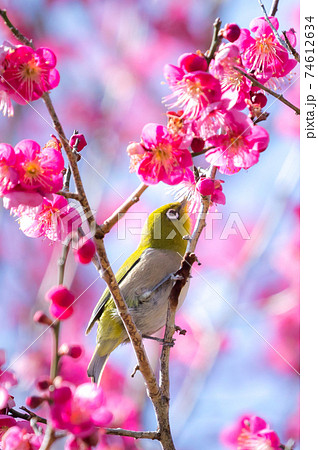 紅梅とメジロ 紅梅とメジロ 74612634