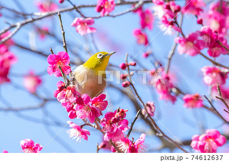 紅梅とメジロ 紅梅とメジロ 74612637