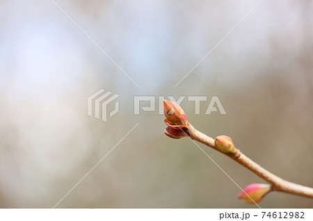 トサミズキの芽 74612982