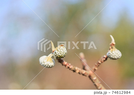 ミツマタの花芽 74612984