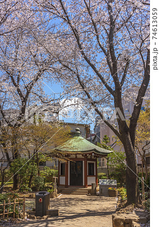 [東京・谷中] 谷中の岡倉天心記念公園にある岡倉天心史蹟記念堂と桜の木。 74613059