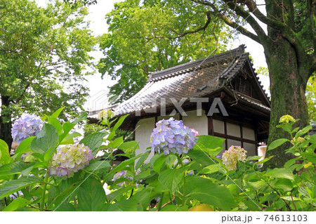 音楽寺の紫陽花 74613103