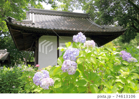 音楽寺の紫陽花 74613106