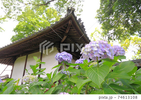 音楽寺の紫陽花 74613108