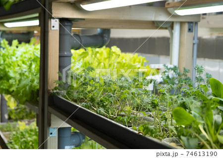 green leaves of edenvia lettuce grown on a microfarm using the agroponic method 74613190