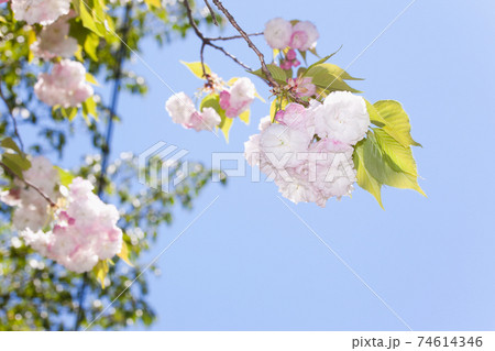 青空を背景に満開の八重の桜　福禄寿 74614346