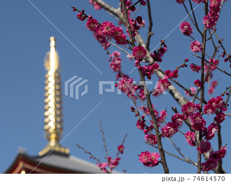 願昭寺の五重塔と梅の花 願昭寺の五重塔と梅の花 74614570