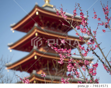 願昭寺の五重塔と梅の花 74614571