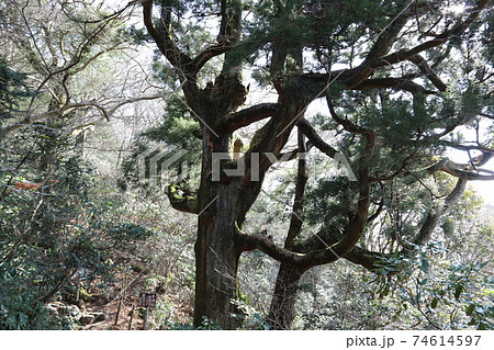 筑波山を代表する大杉、紫峰杉 74614597
