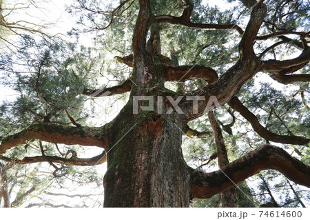 筑波山を代表する大杉、紫峰杉 74614600