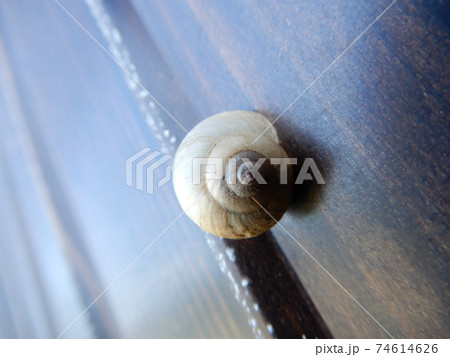 壁にくっつくカタツムリの写真素材 [74614626] - PIXTA