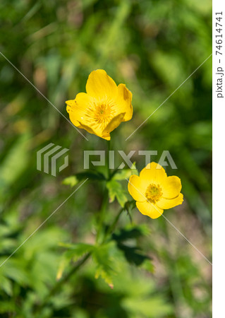 シナノキンバイ 74614741