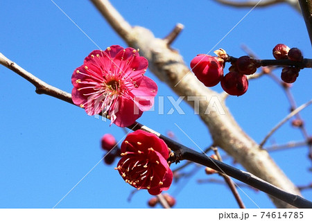 冬の青空に映える紅梅 74614785