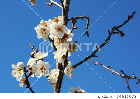 見頃を迎えた白梅 74615078