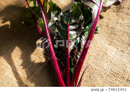 家庭菜園で育ったラディッシュの葉の写真素材