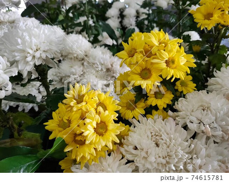 花 フラワー お花 74615781