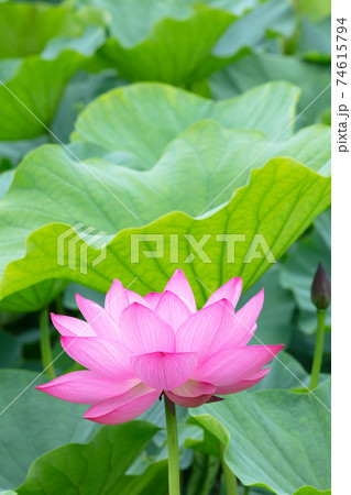 ハスの花 ハスの花 74615794