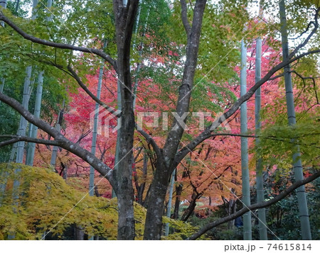 京都の紅葉の名所 常寂光寺 京都の紅葉の名所 常寂光寺 74615814