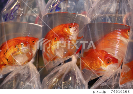 香港 通菜街 金魚街 で ビニール袋に入れられて売られる金魚の写真素材