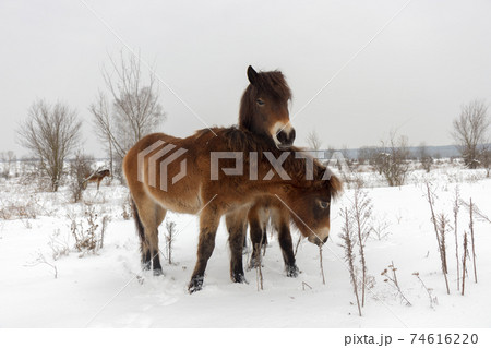 Exmoor ponies (Equus caballus), wild horses looking for food in a snowy landscape. Exmoor ponnies in the winter steppe near Milovice. Exmoor ponies (Equus caballus), wild horses looking for food in a snowy landscape. Exmoor ponnies in the winter steppe near Milovice. 74616220