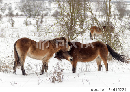 Exmoor ponies (Equus caballus), wild horses looking for food in a snowy landscape. Exmoor ponnies in the winter steppe near Milovice. Exmoor ponies (Equus caballus), wild horses looking for food in a snowy landscape. Exmoor ponnies in the winter steppe near Milovice. 74616221