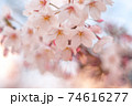 桜　花見　さくら　春 74616277