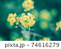 菜の花　春　 74616279