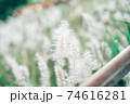 秋　猫じゃらし　 74616281
